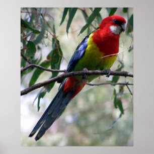 Póster Rosella del este