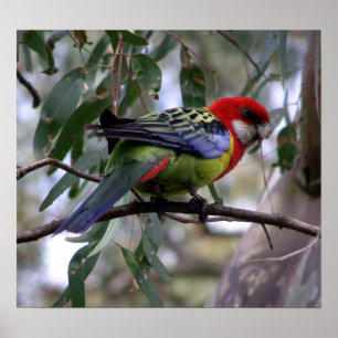 Póster Rosella del este