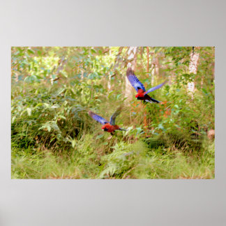 Póster Rosellas australianas