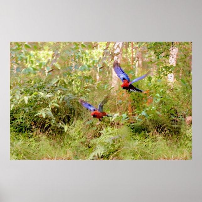 Póster Rosellas australianas (Frente)