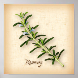 Póster Rosemary Herb