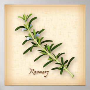Póster Rosemary Herb