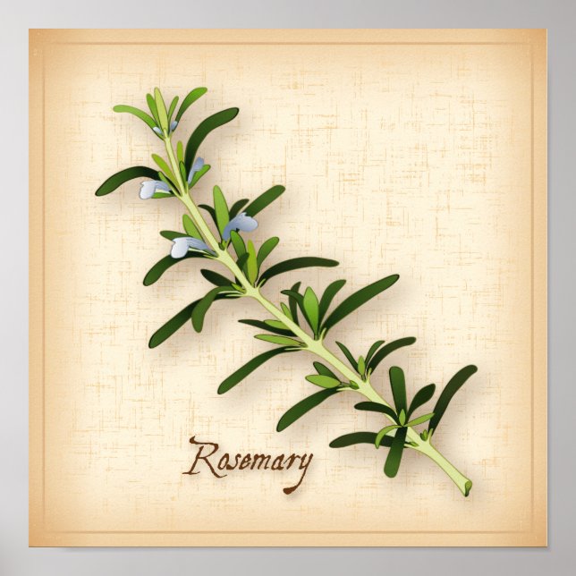 Póster Rosemary Herb (Frente)