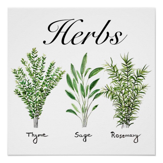 Póster Rosemary Thyme Sage Herbs Cocina Culinaria Chef (Anverso)