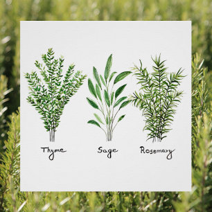 Póster Rosemary Thyme Sage Herbs Cocina Culinaria Chef P