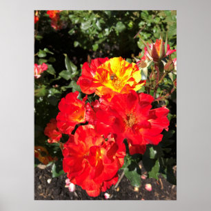 Póster Roses Rojas y Amarillas, Portland, Oregón