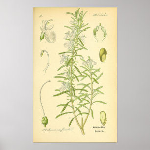Póster Rosmarin, Rosemary Print