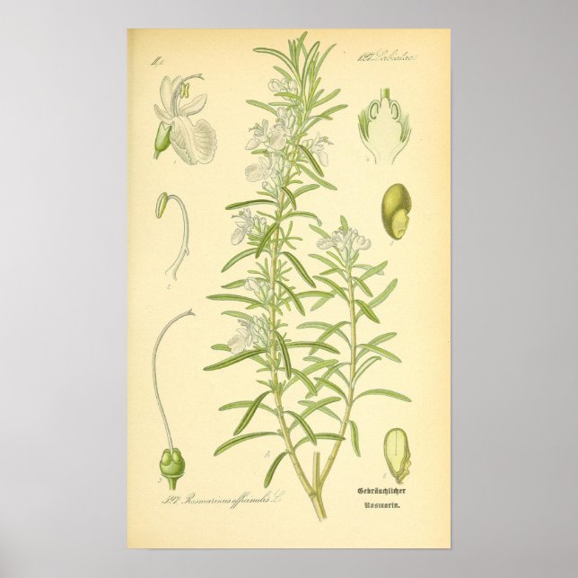 Póster Rosmarin, Rosemary Print (Frente)