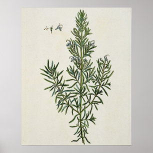 Póster Rosmarinus Officinalis, from 'A Curious Herbal', 1