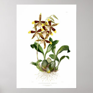 Póster Rossioglossum grande por Miss Drake.