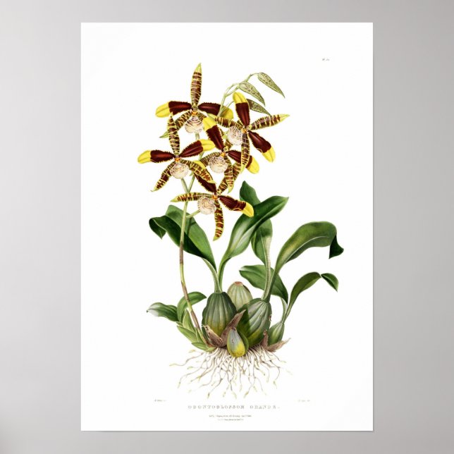 Póster Rossioglossum grande por Miss Drake. (Frente)
