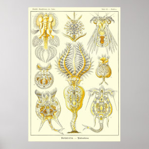 Póster Rotatoria de placa 32