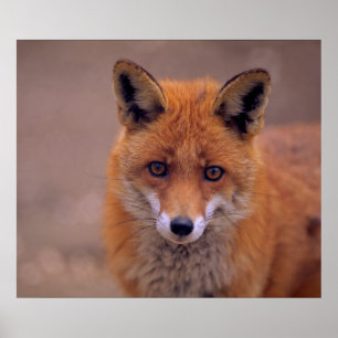 Póster Rotfuchs, retrato, primer plano, contacto de