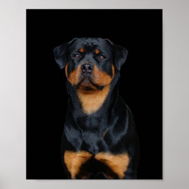 Póster Rottweiler