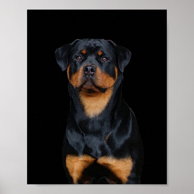 Póster Rottweiler (Frente)