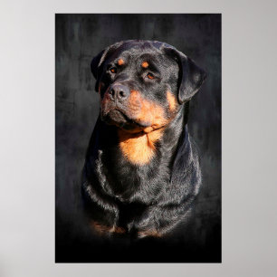 Póster Rottweiler