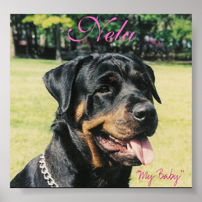 Póster Rottweiler (Frente)