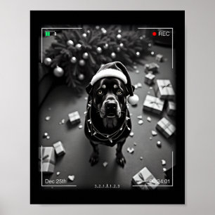 Póster Rottweiler de Navidad Captado por la Cámara