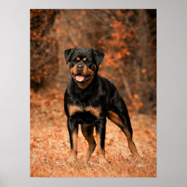 Póster Rottweiler Puppy Dog