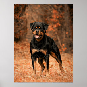 Póster Rottweiler Puppy Dog