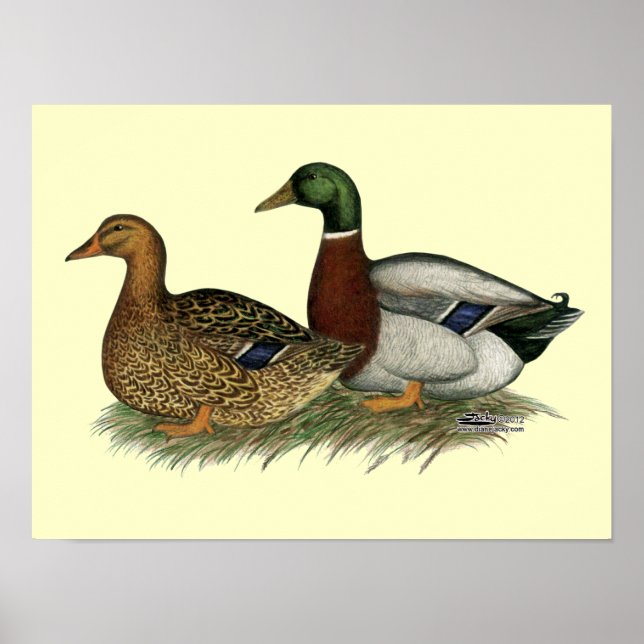 Póster Rouen Ducks (Frente)