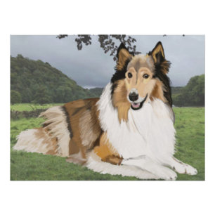 Póster Rough Collie contra los Yorkshire Dales