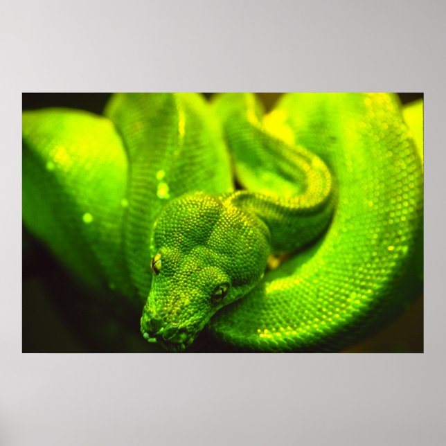 Póster Rough Green Snack - (Frente)