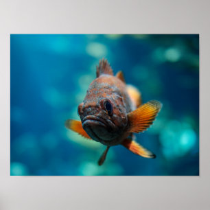 Póster Rougheye Rockfish