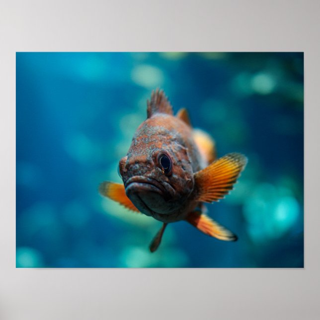 Póster Rougheye Rockfish (Frente)