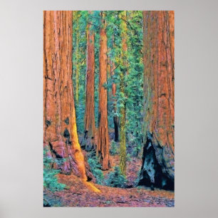 Póster roughtrees faa24