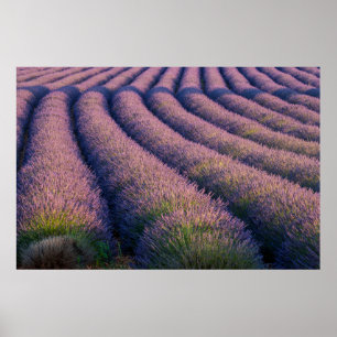Póster Rows of lavender in Provence