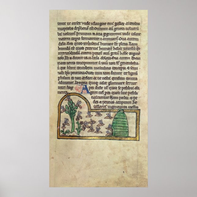 Póster Roy Página de texto con ilustracion de (Frente)