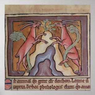 Póster Roy Wild goats from a Bestiary