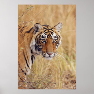 Póster Royal Bengal Tiger