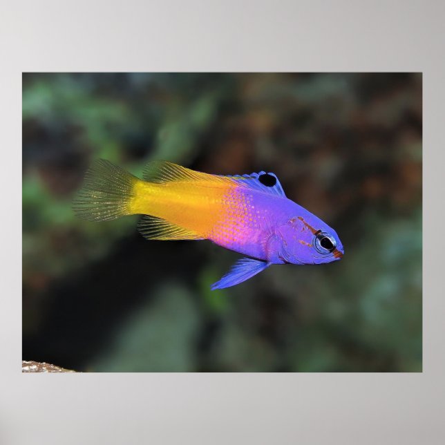 Póster Royal Gramma (Frente)