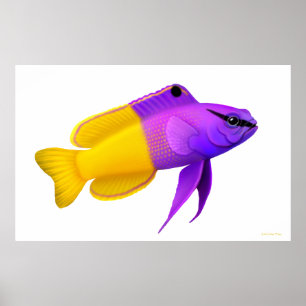 Póster Royal Gramma Coral Reef Fish Poster