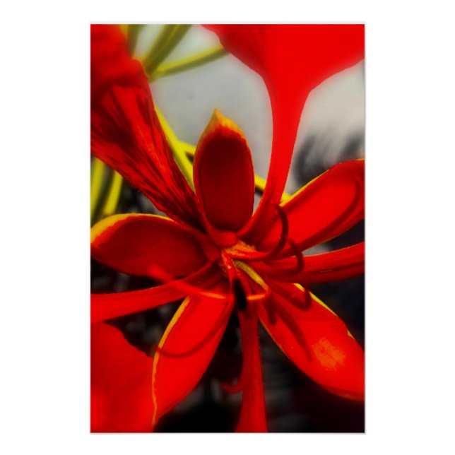 Poster Royal Poinciana (Anverso)