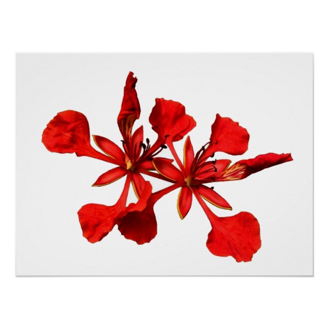 Poster Royal Poinciana (Anverso)