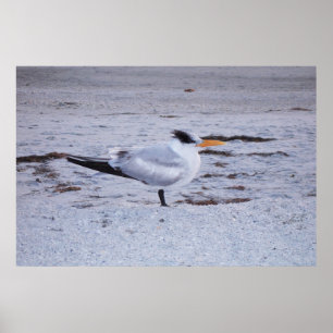 Póster Royal Tern