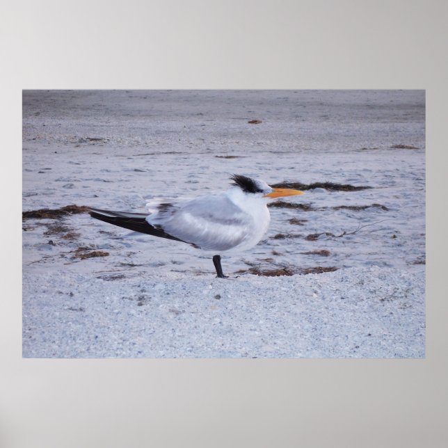 Póster Royal Tern (Frente)