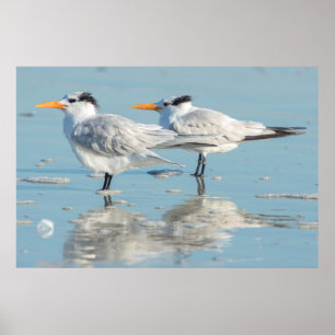 Póster Royal Terns en la playa