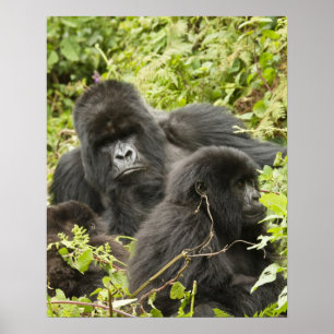 Póster Ruanda, Parque Nacional Volcanes. Montaña