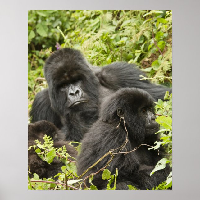 Póster Ruanda, Parque Nacional Volcanes. Montaña (Frente)