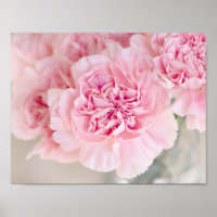 Rubor Pink Carnations
