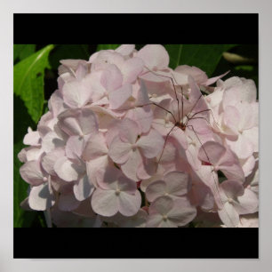 Póster Ruborizando a la novia y a las piernas largas de p