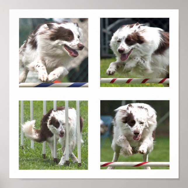 Póster Ruby Agility Poster (Frente)