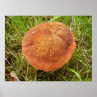Ruby Bolete Mushroom Poster
