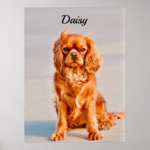 Póster Ruby Cavalier King Charles Spaniel Dog