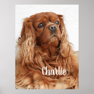 Póster Ruby Cavalier King Charles Spaniel Dog