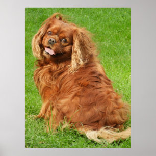 Póster Ruby Cavalier King Charles Spaniel Dog